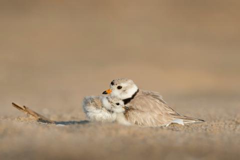 a small beige bird huddles with its baby