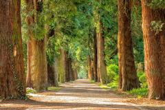 An avenue of tall trees