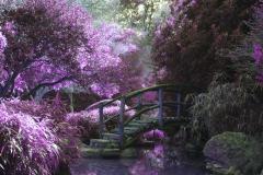 A bridge with purple flowers surrounding it