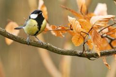 A brown and black bird sitting on a branch with yellowed leaves