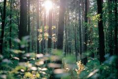 A peaceful, sunlit forest