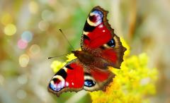 Reddish brown butterfly with wings open