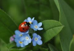 A ladybug on a blue flower