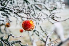 Fruit in a tree covered with ice