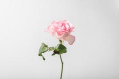 A single, pink rose