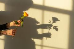 a hand with a rose and a shadow of the rose in the background