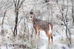 Deer standing in a snowy forest