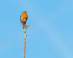 A bird singing on a tree branch