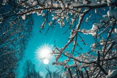 Sun in a blue sky through snowy branches