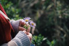 Hand holding tiny wildflowers