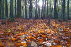 sun through trees in a forest with fallen leaves