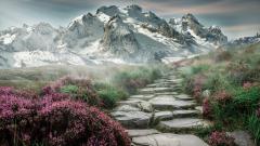 Mountains with purple flowers in front of them